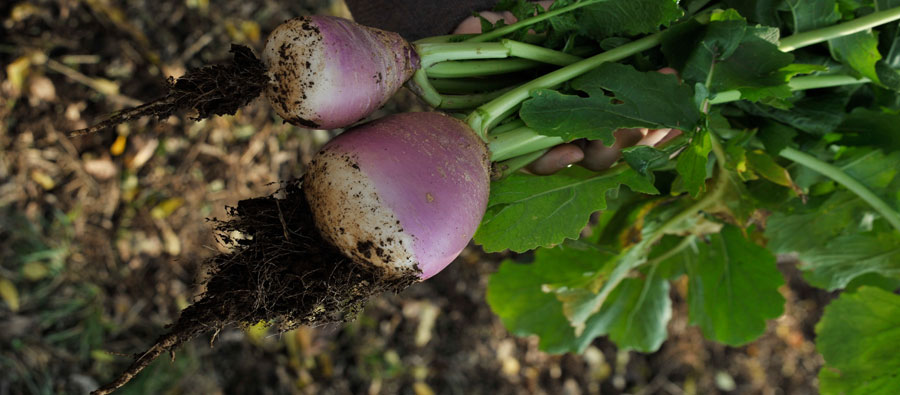 Turnips